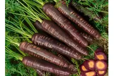 Kara Havuç Faydaları Nelerdir?