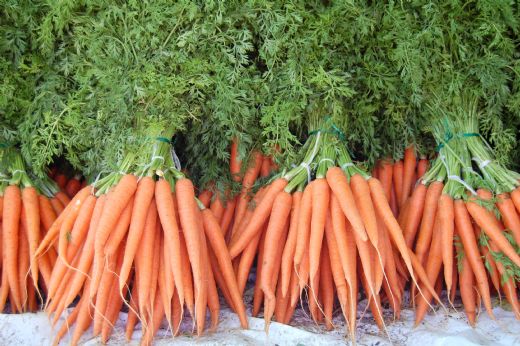 Havuç Yetiştiriciliği