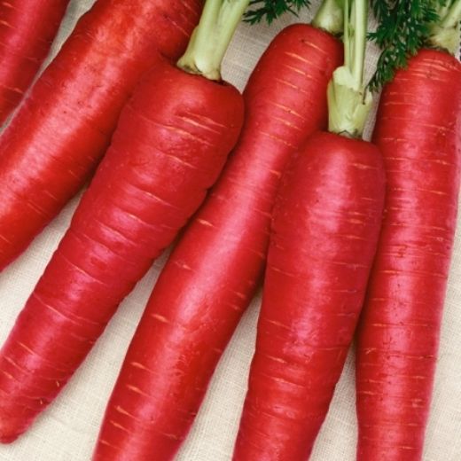 Kırmızı Havuç Kırmızı Havucun Yararları